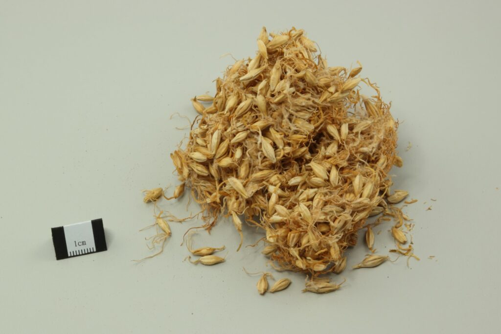Barley Grains Barley Grains