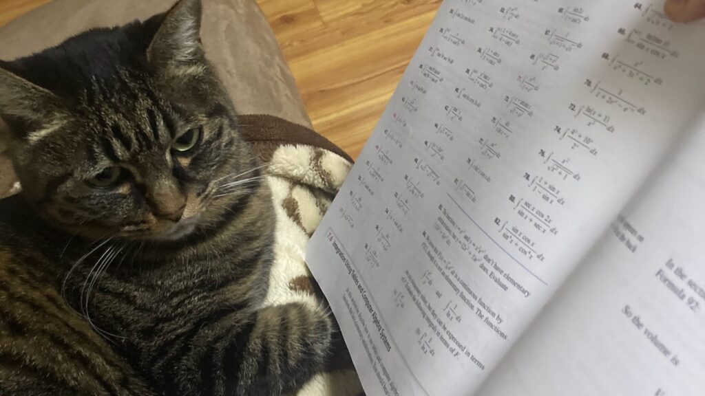 Whisky Cat - doing maths