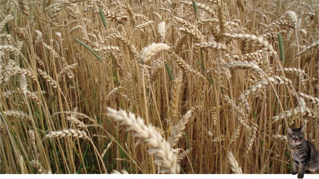 A picture of grains used in fermenting