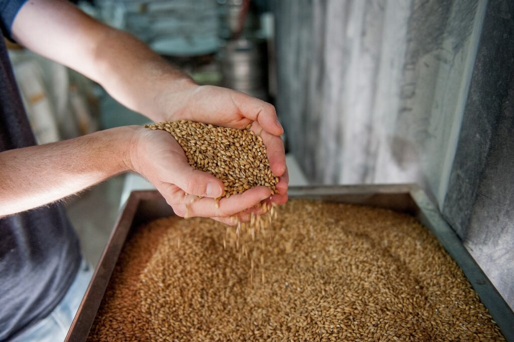Specialty Malts in Whisky Production - Malt Being Crushed