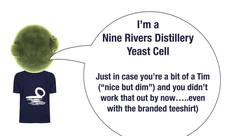 fermentation - nine rivers distillery yeast cell