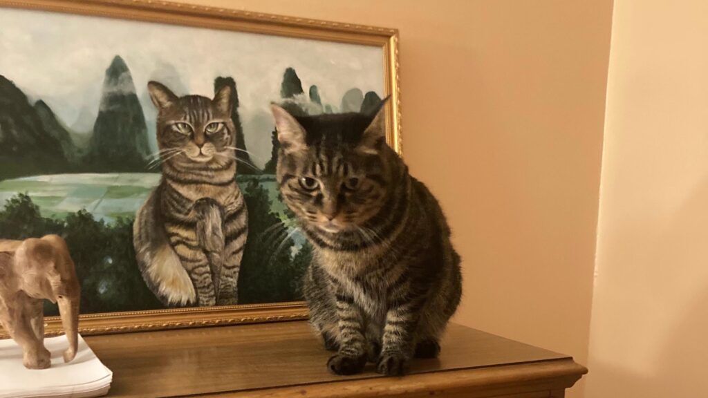 Whisky Cat admiring her portrait