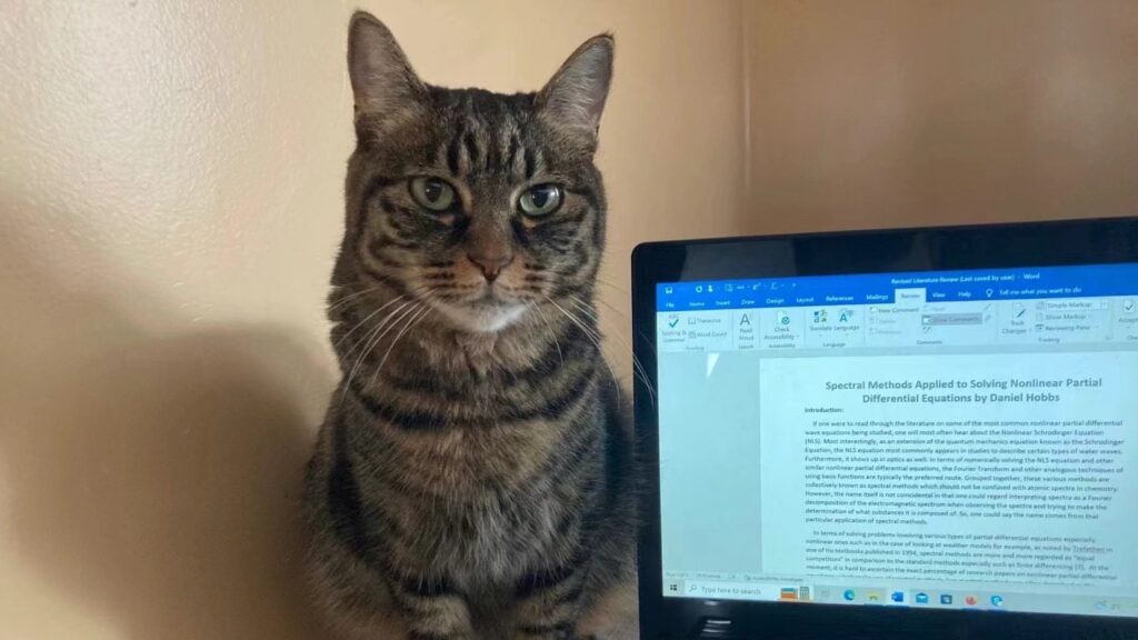 Whisky Cat - supervising her pet human Whisky Cat - supervising her pet human