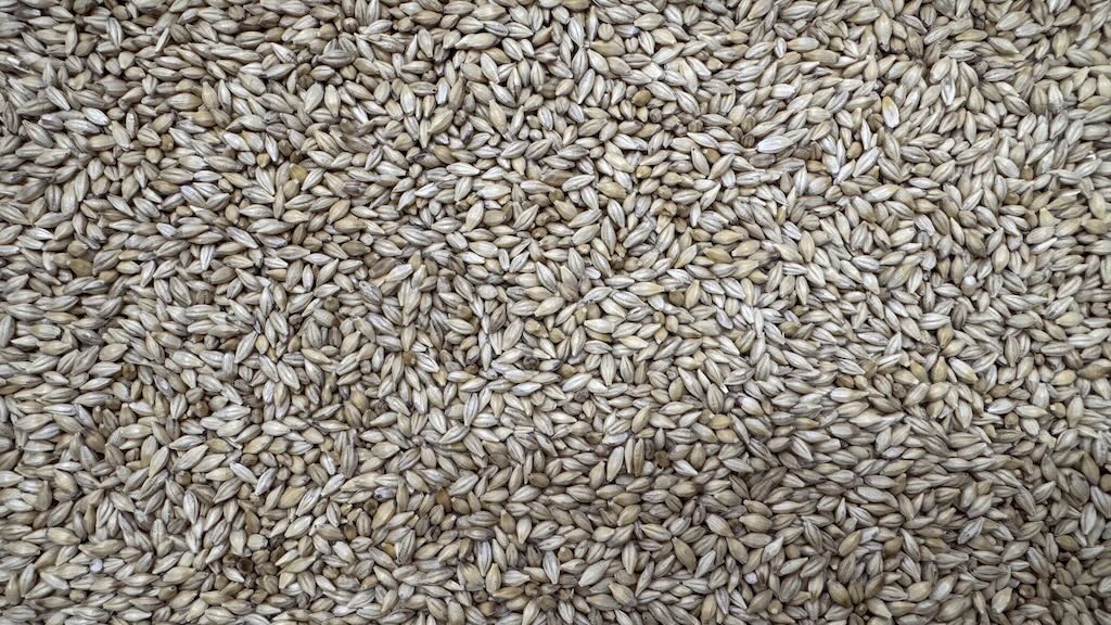 Danish Malting Barley